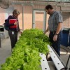 Lettuce with Ben and Cindy