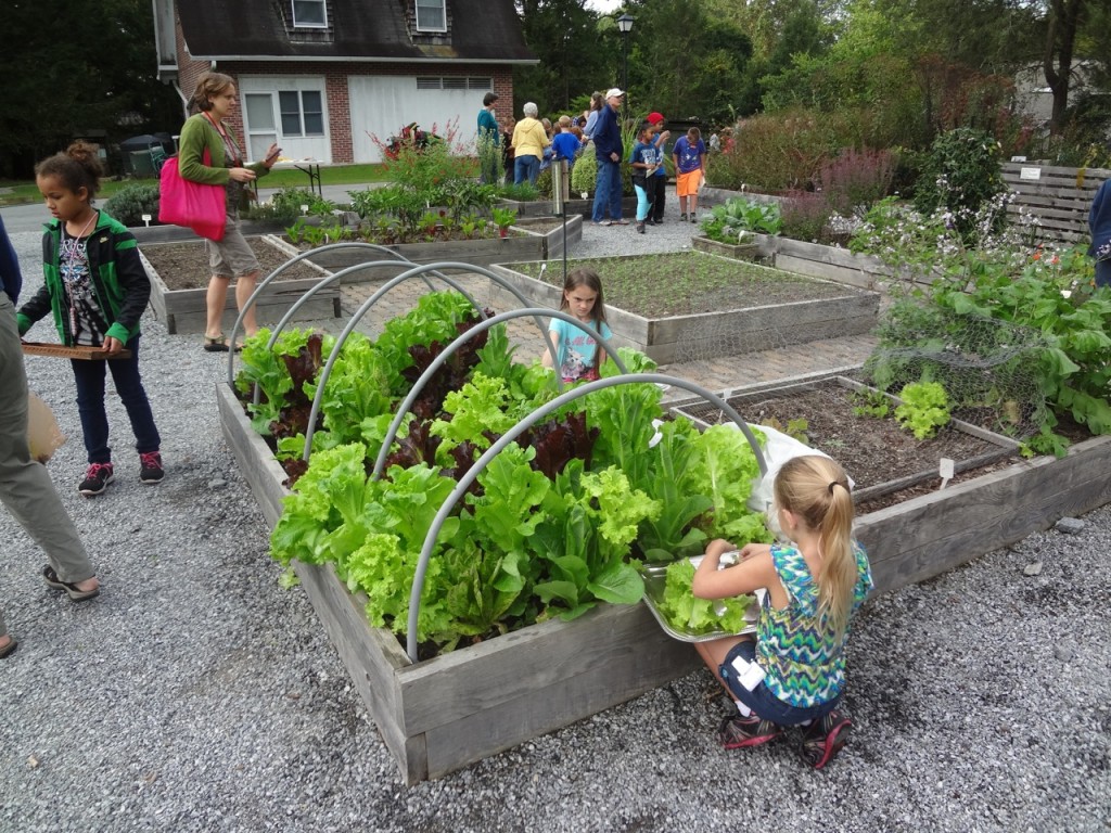 School garden activity