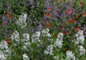 Bluestar (Amsonia hubrechtii) in front of catmint and wild columbines.