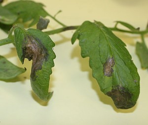 Late blight lesions on tomato.