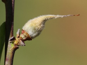 Cover photo for Freeze Damage to Local Fruit Crops