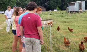 4-H Farm to Fork Camp participants at a poultry, egg and hog farm. The farmer and our livestock agent share important facts with the youth before we get items to take back to the kitchen and cook.