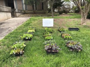 plants in flats