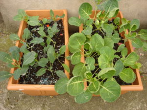 Photo credit Julian Walker; shared via Flikr Two flourishing container gardens!