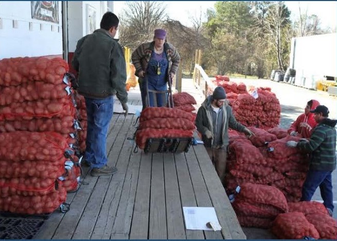 Woman moving potato sacks as man looks on