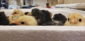 Baby chicks