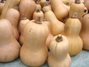 Butternut Squash