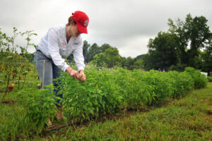 Liz Bowen tends to basil being grown on the Agroecology Education Farm during a volunteer work day.