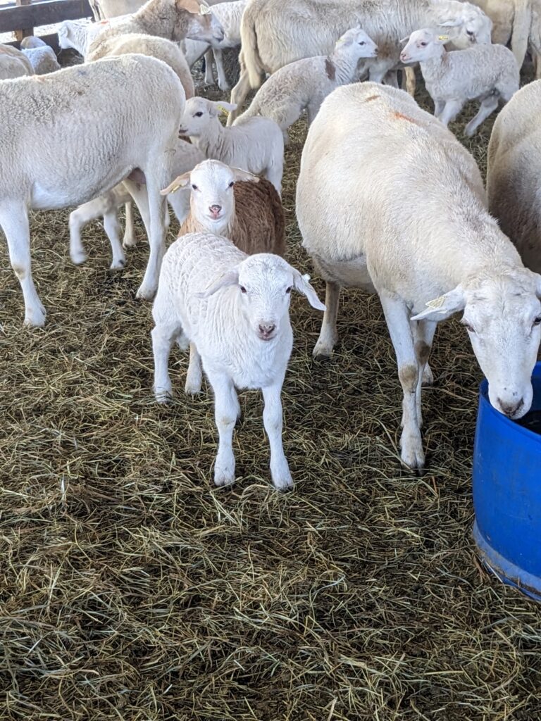 sheep at Montgomery sheep farm