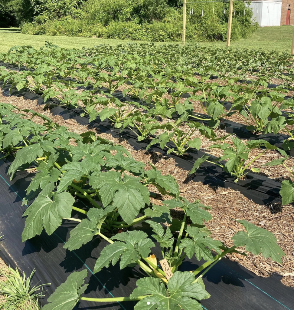 Squash at the school garden