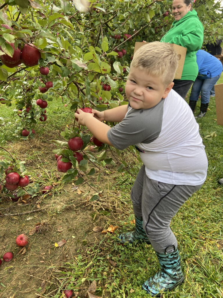apple gleaning