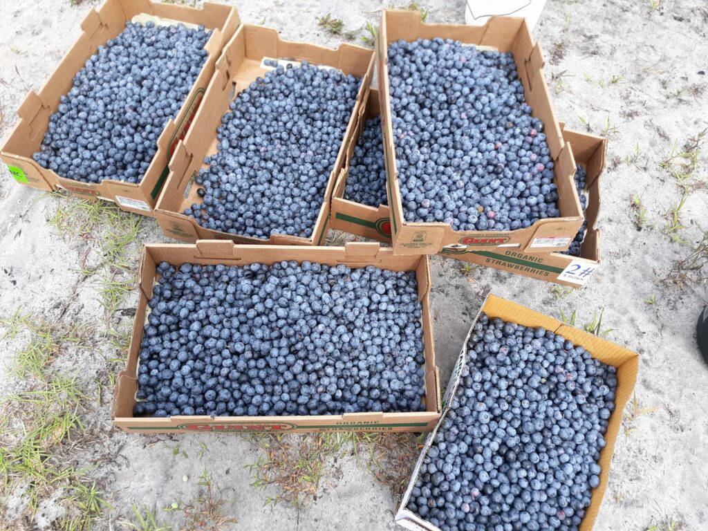 boxes of blueberries