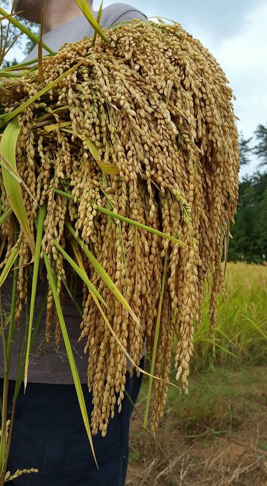 Harvested Rice