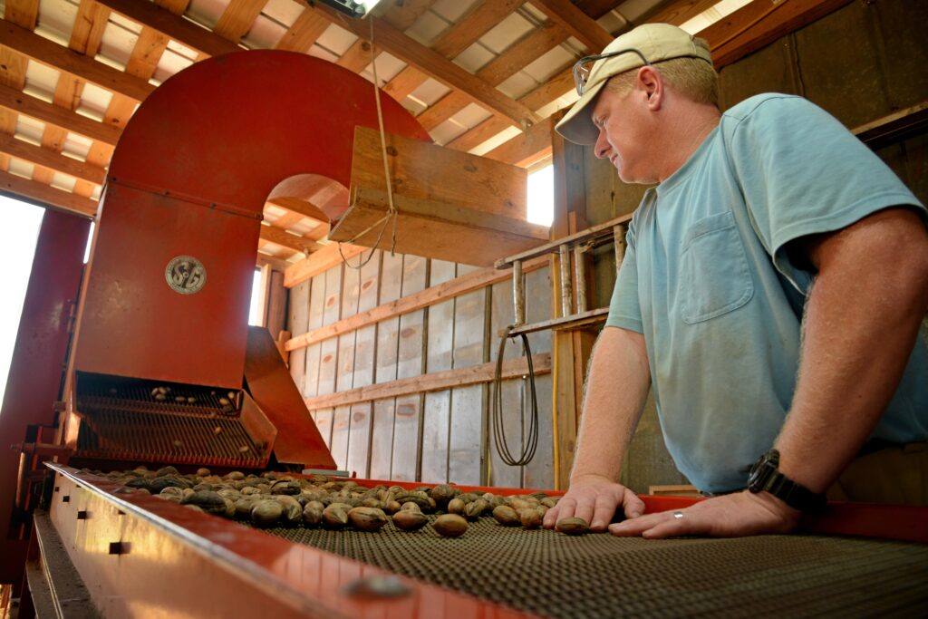 Lakeview Pecans' Ben Byrd watches pecans roll down the conveyor as he waits to cull out the cracked shells.