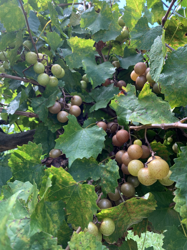 Muscadines